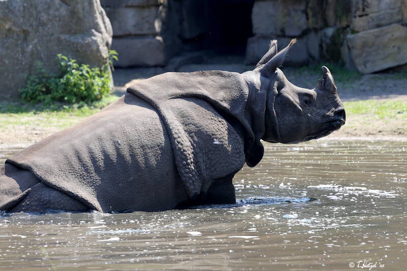 Panzernashorn | Tierpark Friedrichsfelde, Berlin | 27.05.2018