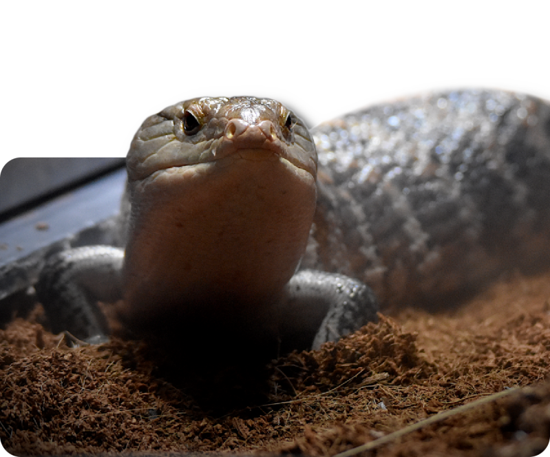 Papua-Riesenblauzungenskink (kein Unterartenstatus)