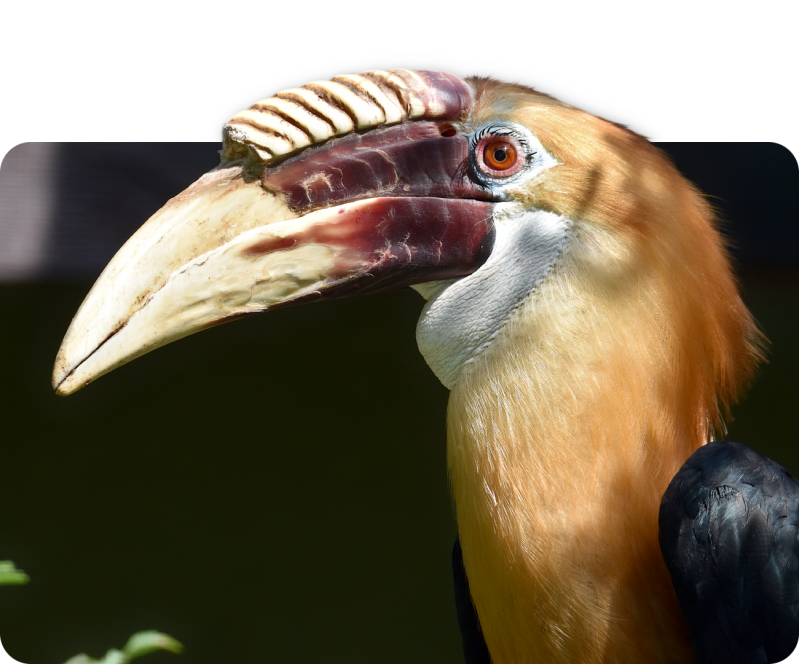 Papuahornvogel (kein Unterartenstatus)