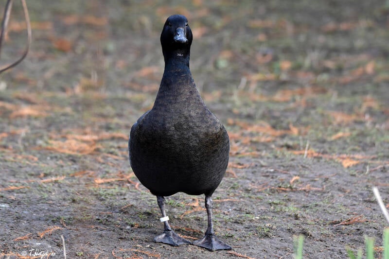 Paradiesgans | Kölner Zoo | 27.12.2021