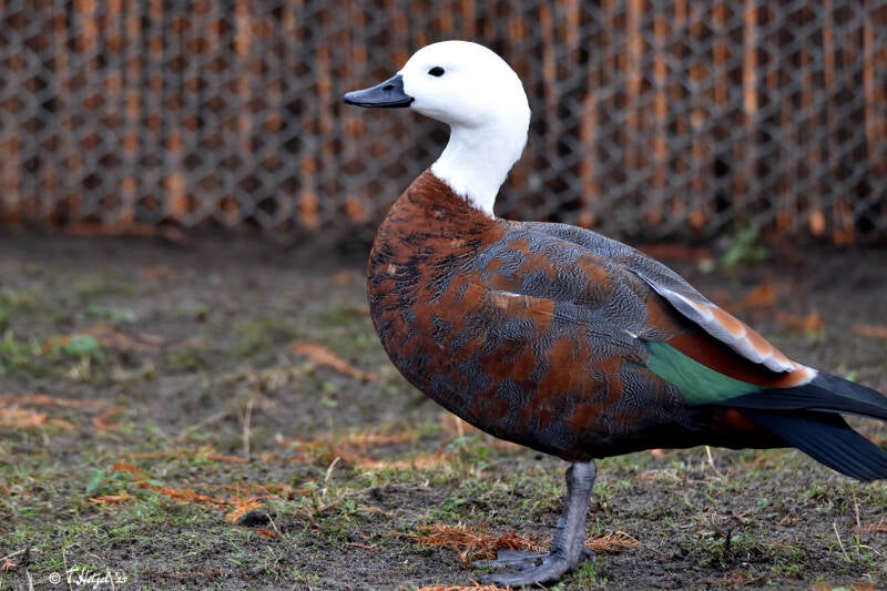 Paradiesgans | Kölner Zoo | 27.12.2021