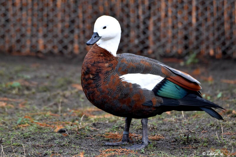 Paradiesgans | Kölner Zoo | 27.12.2021