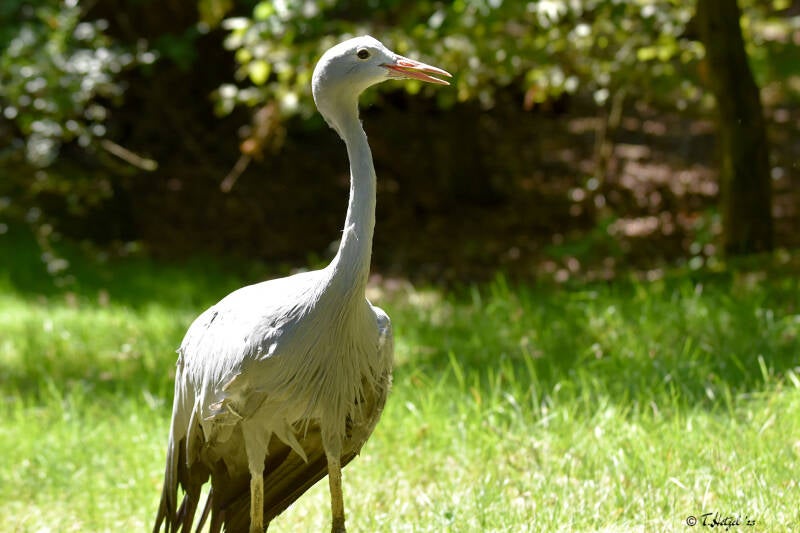 Paradieskranich | Tiergarten Nürnberg | 12.08.2023