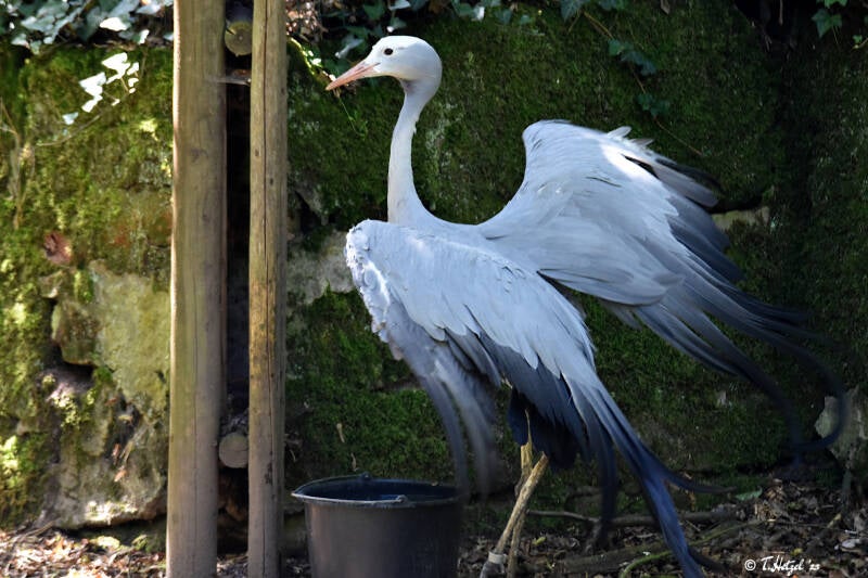 Paradieskranich | Tiergarten Nürnberg | 12.08.2023