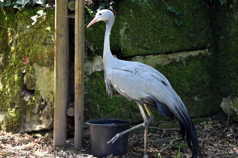 Paradieskranich | Tiergarten Nürnberg | 12.08.2023