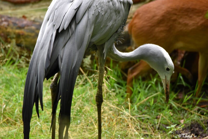 Paradieskranich | Tiergarten Nürnberg | 04.07.2021