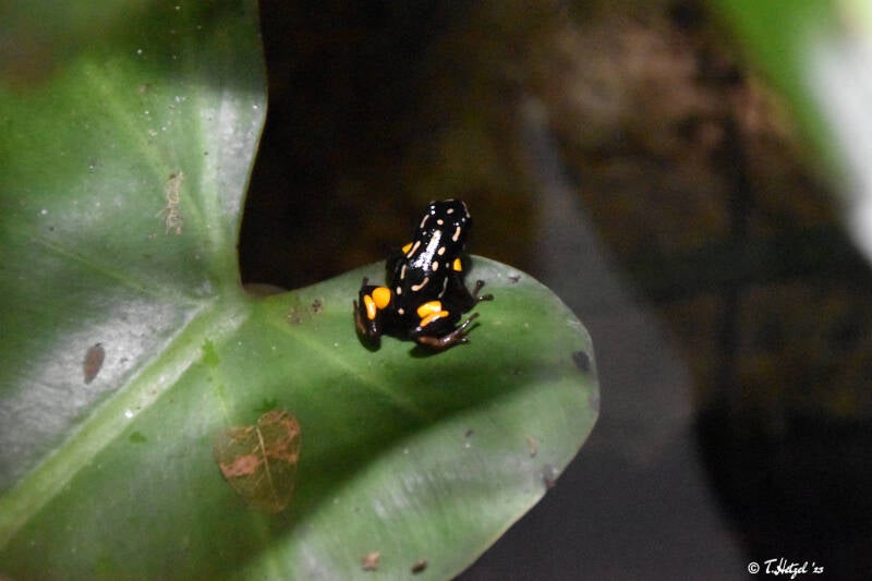 Paranuss-Pfeilgiftfrosch