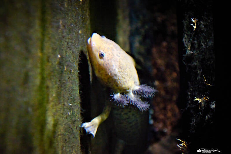 Patzcuarosee-Querzahnmolch | Tiergarten Nürnberg | 17.03.2024