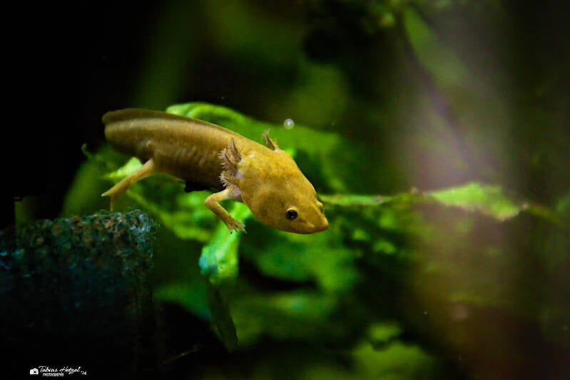 Patzcuarosee-Querzahnmolch | Tiergarten Nürnberg | 17.03.2024