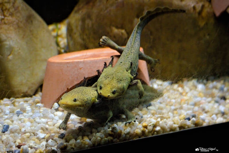 Patzcuarosee-Querzahnmolch | Vivarium Darmstadt | 02.11.2024