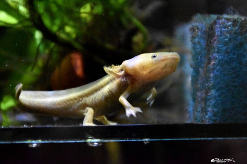 Patzcuarosee-Querzahnmolch | Tiergarten Nürnberg | 12.08.2023
