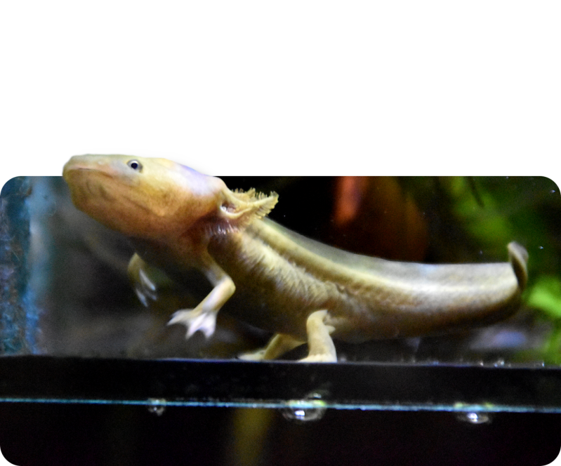 Axolotl