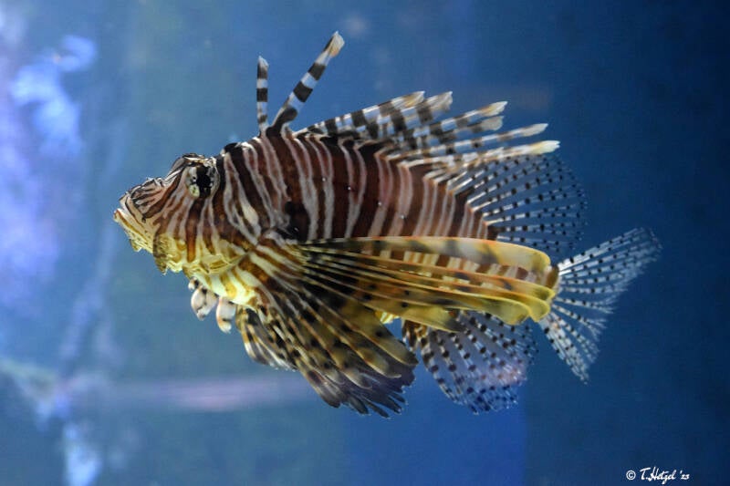 Pazifischer Rotfeuerfisch