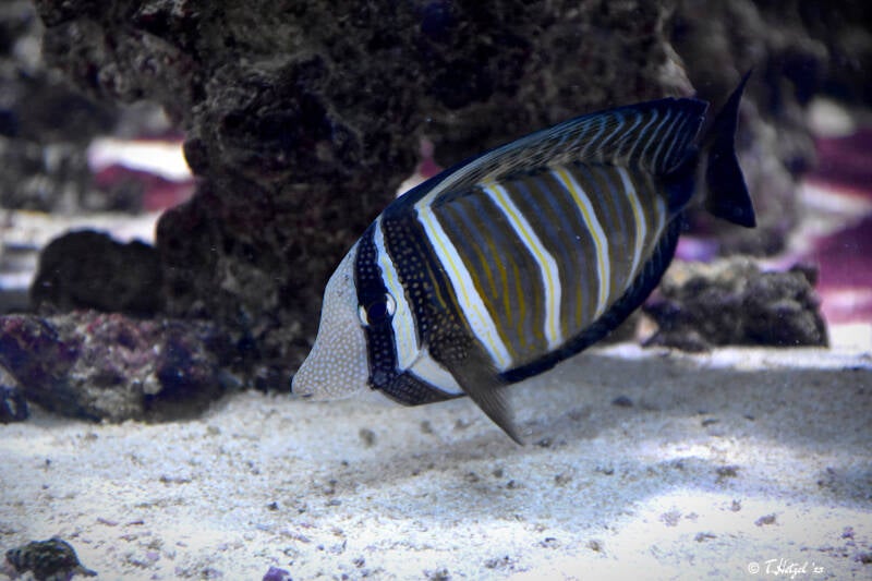 Pazifischer Segelflossen-Doktorfisch