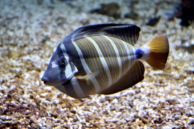 Pazifischer Segelflossen-Doktorfisch