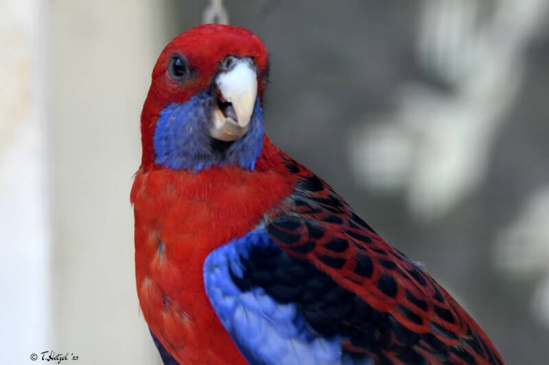 Pennantsittich (kein Unterartenstatus)