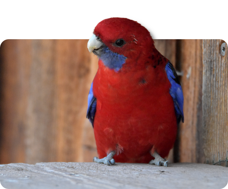 Pennantsittich (kein Unterartenstatus)