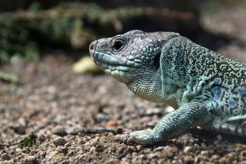 Perleidechse | Opel-Zoo, Kronberg | 03.06.2023