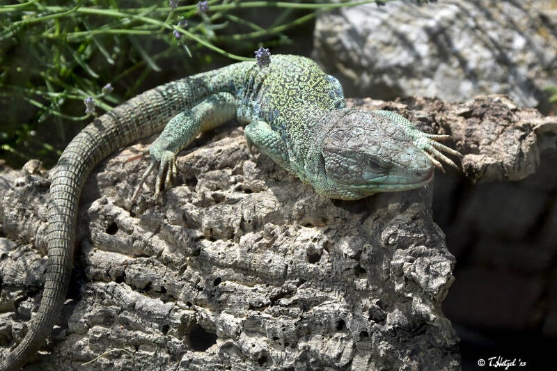 Perleidechse | Opel-Zoo, Kronberg | 03.06.2023