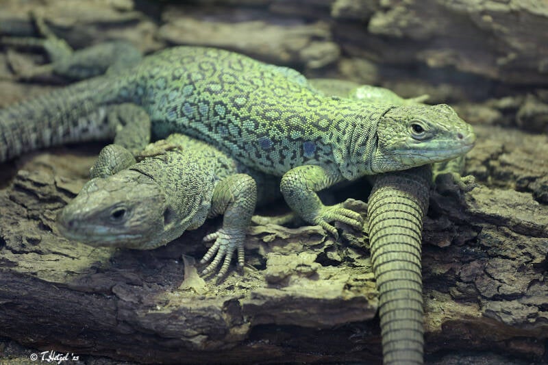 Perleidechse | Tiergarten Straubing | 16.08.2018