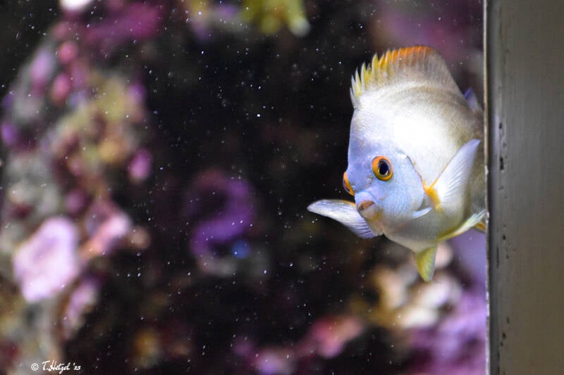 Perlen-Zwergkaiserfisch | Wilhelma Stuttgart | 16.06.2023