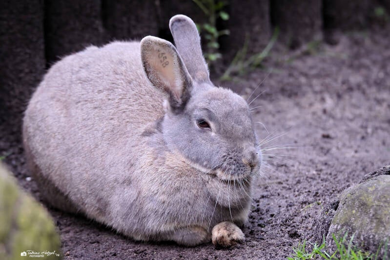 Perlfeh | Tierpark Hamm | 28.07.2024