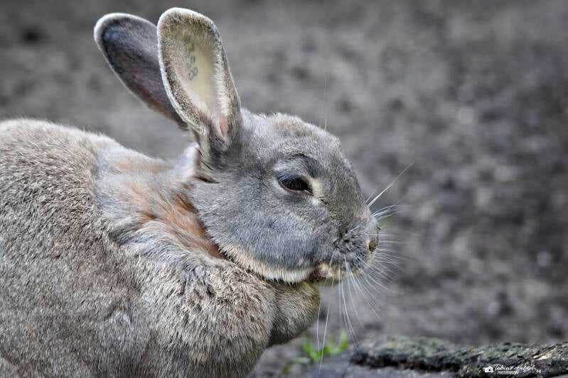 Perlfeh | Tierpark Hamm | 28.07.2024