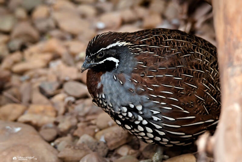 Perlwachtel | Safaripark Dvur Kralove | 17.08.2024
