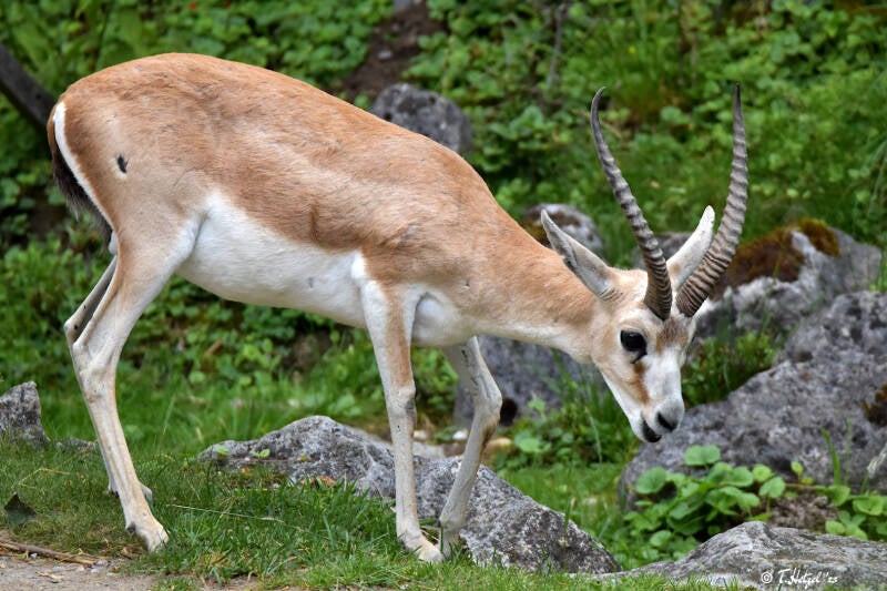 Persische Kropfgazelle | Zoo Zürich | 04.07.2020