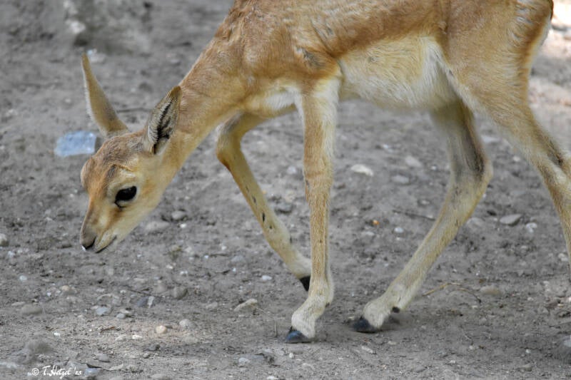 Persische Kropfgazelle | Zoologischer Stadtgarten Karlsruhe | 03.07.2020