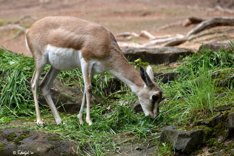 Persische Kropfgazelle | Tiergarten Nürnberg | 04.07.2021