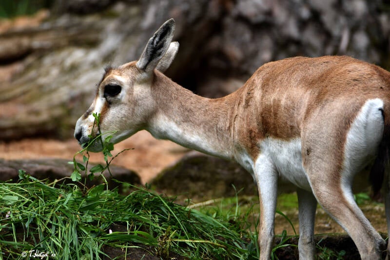 Persische Kropfgazelle | Tiergarten Nürnberg | 04.07.2021