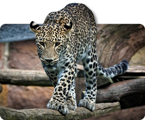 Persischer Leopard