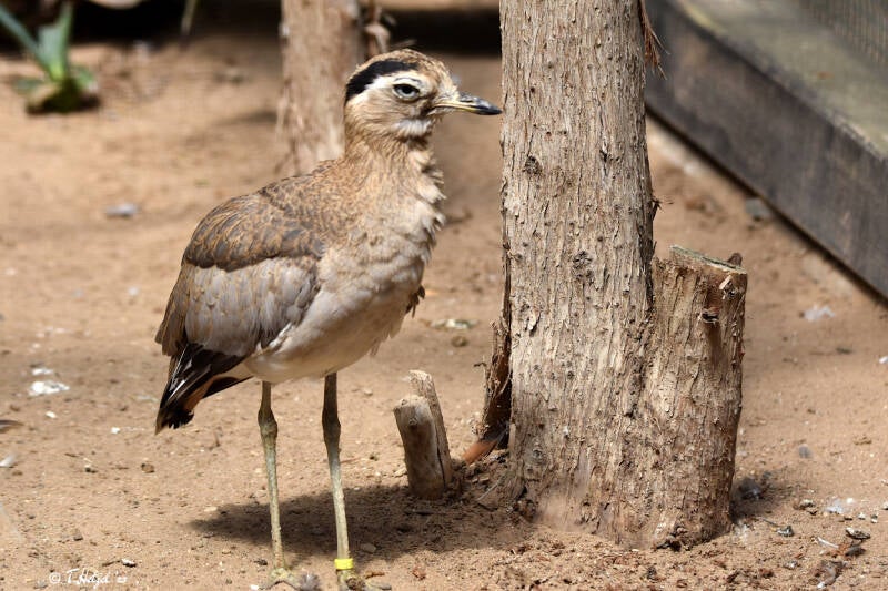 Inkatriel | Zoo Heidelberg | 20.08.2023