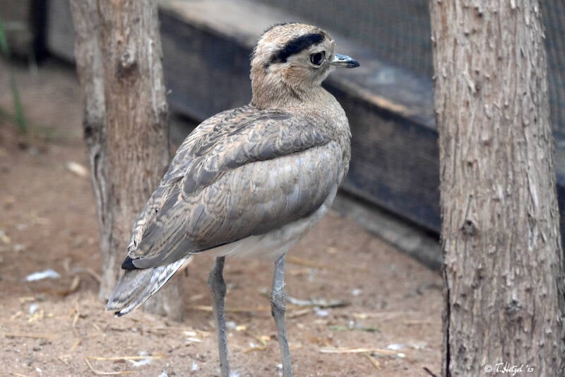 Inkatriel | Zoo Heidelberg | 22.06.2020