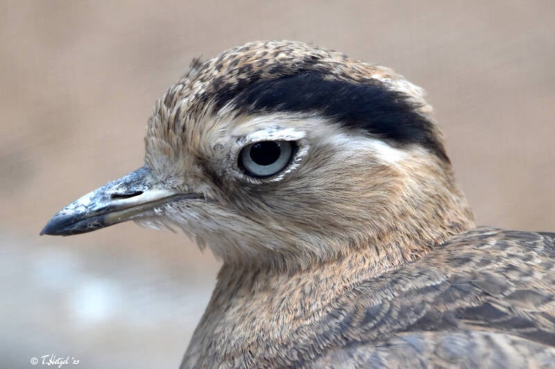 Inkatriel | Zoo Heidelberg | 22.06.2020