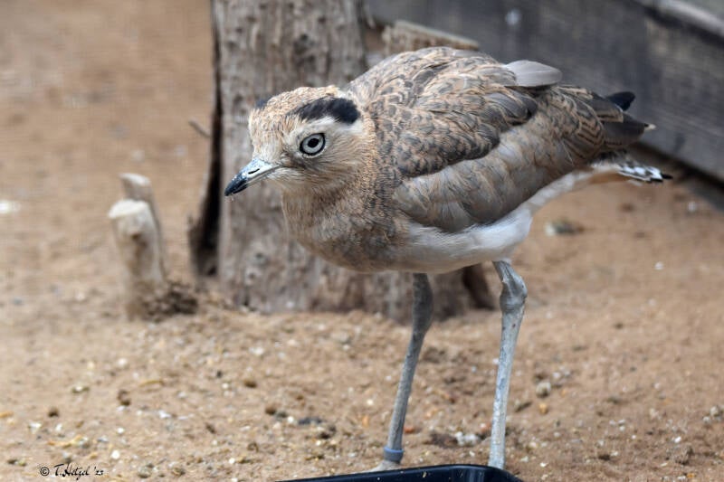 Inkatriel | Zoo Heidelberg | 22.06.2020