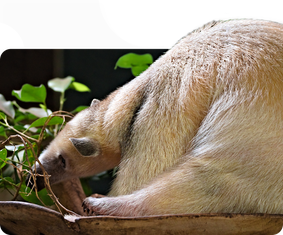 Peruanischer Tamandua