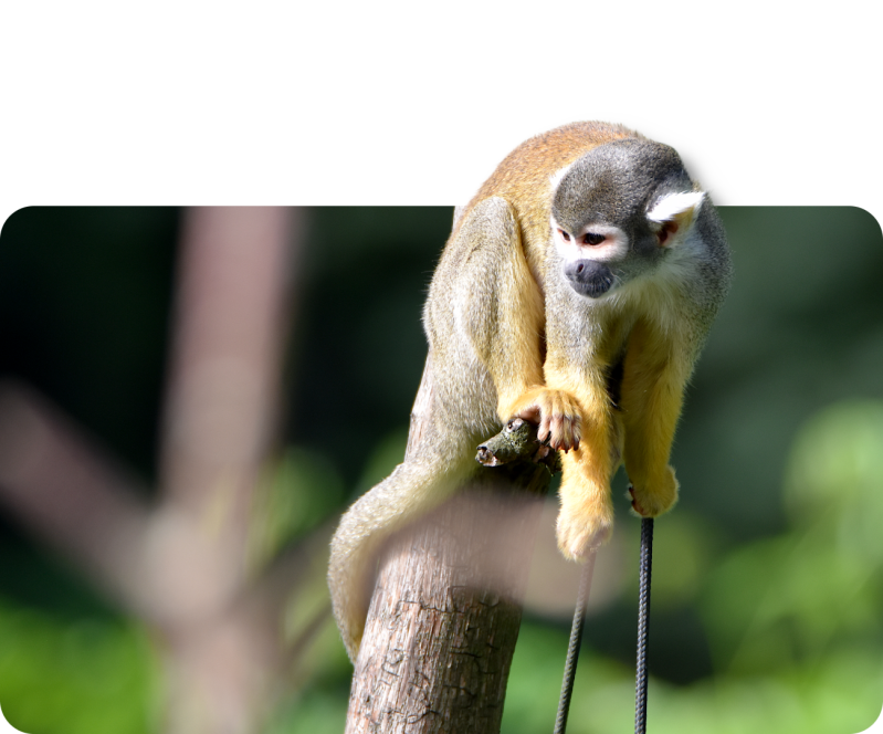 Peruanischer Totenkopfaffe
