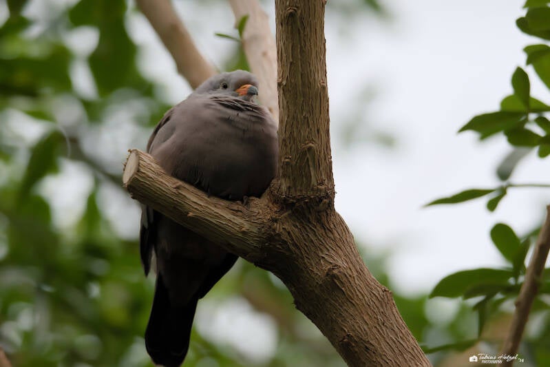 Perutäubchen | Tiergarten Nürnberg | 22.06.2024