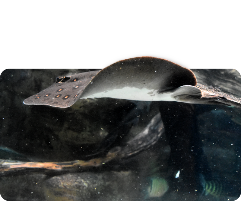 Pfauenaugen-Stechrochen