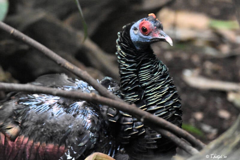 Pfauentruthuhn | Kölner Zoo | 03.12.2023
