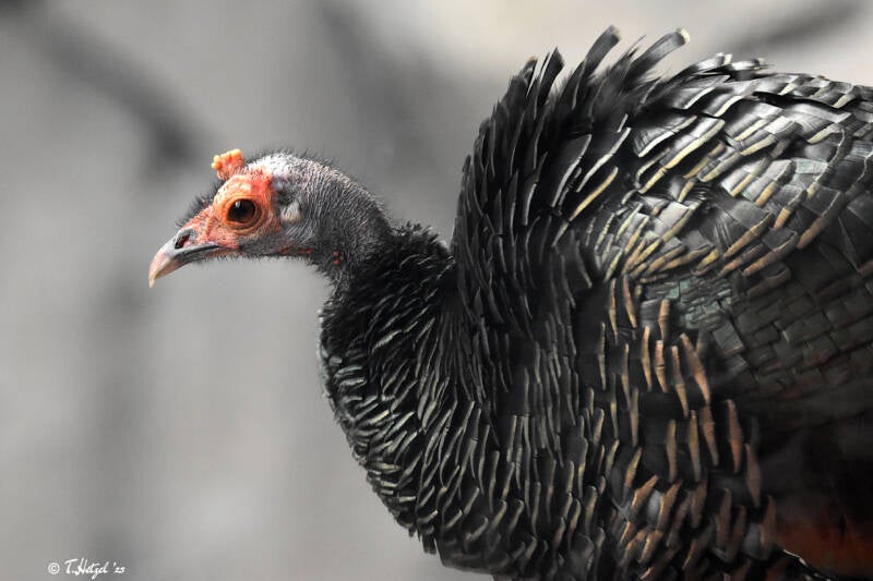 Pfauentruthuhn | Kölner Zoo | 03.12.2023