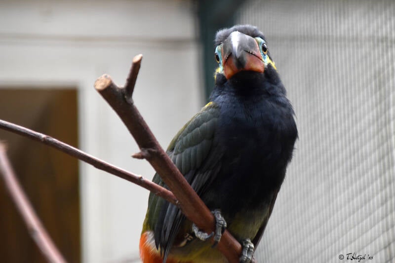 Pfefferarassari | Weltvogelpark Walsrode | 09.06.2023