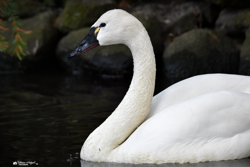 Pfeifschwan | Weltvogelpark Walsrode | 12.04.2021