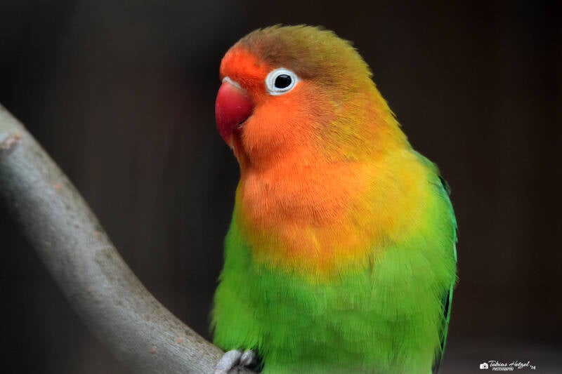 Pfirsichköpfchen | Vogelpark Groß-Rohrheim | 24.04.2022