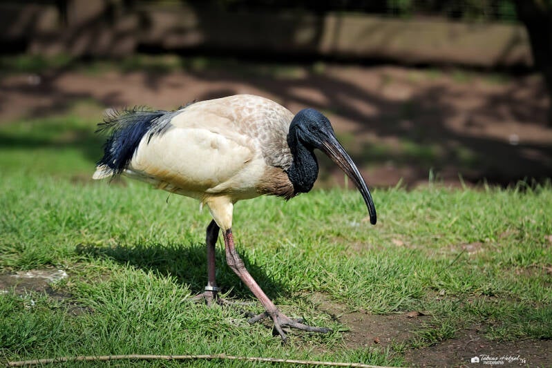 Pharaonenibis | Vogelpark Schotten | 27.04.2024