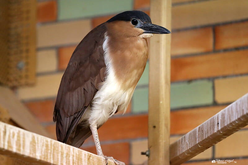 Philippinen-Rotrückenreiher | Tierpark Berlin | 24.11.2019