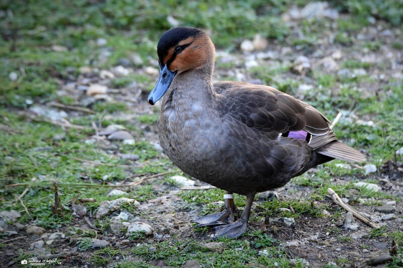 Philippinenente | Kölner Zoo | 03.12.2023