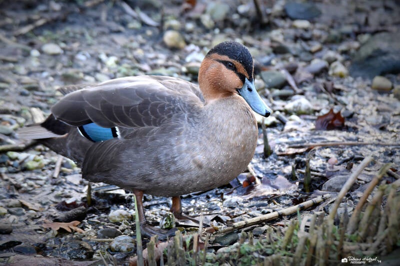 Philippinenente | Kölner Zoo | 03.12.2023